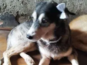 Cachorro raça vira lata idade 6 ou mais anos nome cauÊ,safira,neguinha