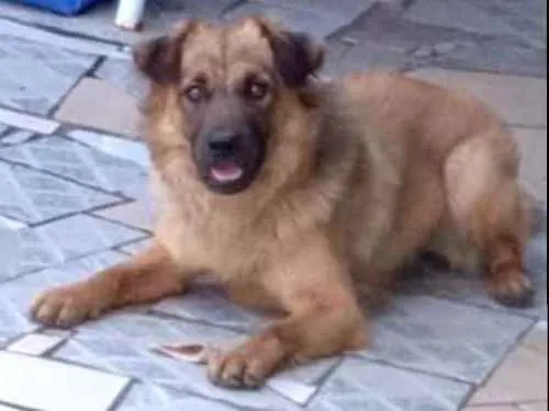 Cachorro ra a Gold Retriever com Chaw chaw idade 1 ano nome Sansão