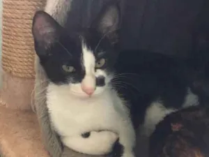 Cachorro raça srd idade 2 a 6 meses nome Amora