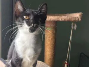 Gato raça srd idade 2 a 6 meses nome Luna