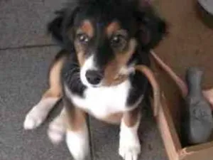Cachorro raça Indefinida idade 2 a 6 meses nome Sem nome aparente