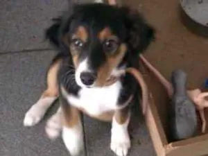 Cachorro raça Indefinida idade 2 a 6 meses nome Sem nome aparente
