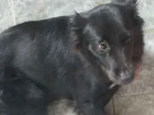 Cachorro raça Labrador   idade 2 a 6 meses nome Nina