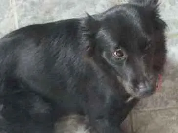 Cachorro ra a Labrador   idade 2 a 6 meses nome Nina