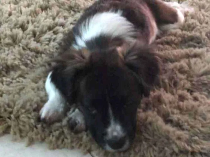 Cachorro ra a  idade  nome Amora