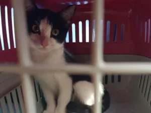 Gato raça Não  sei idade 2 a 6 meses nome Manhoso