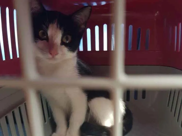 Gato ra a Não  sei idade 2 a 6 meses nome Manhoso
