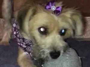 Cachorro raça Sem raça idade 7 a 11 meses nome Pitu