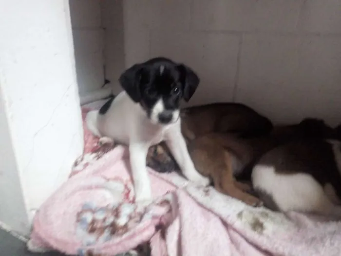 Cachorro ra a SRD idade 2 a 6 meses nome PITUKINHOS