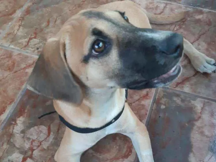 Cachorro ra a Não identificado  idade 2 a 6 meses nome Milo