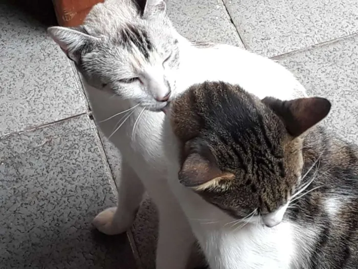 Gato ra a sem raça definida idade 1 ano nome Tita, Mary e Marvin