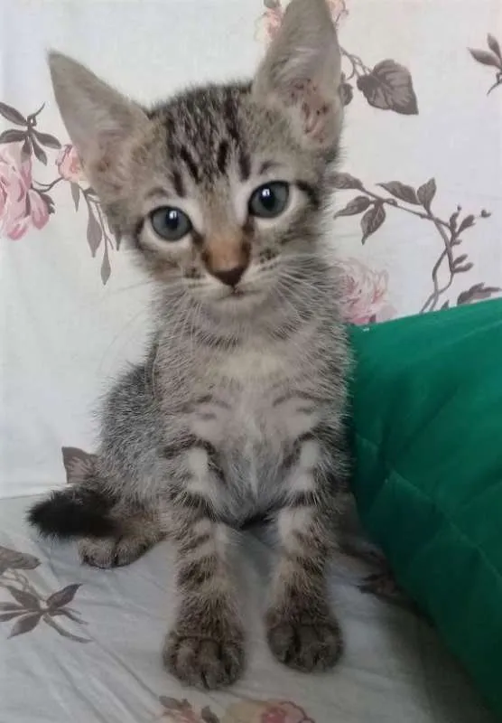 Gato raça  idade Abaixo de 2 meses nome Sem nome