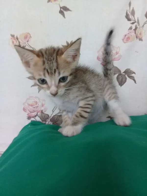Gato raça  idade Abaixo de 2 meses nome Sem nome