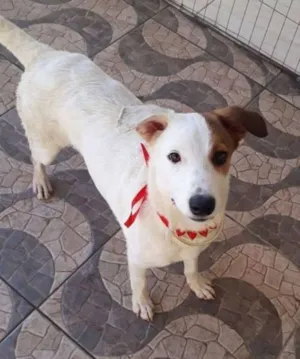Cachorro raça srd idade 7 a 11 meses nome Branquinha