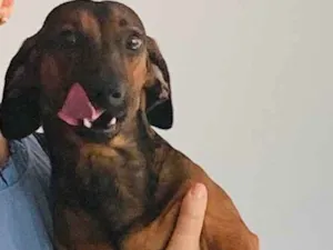 Cachorro raça Dashound  idade 2 anos nome Beethoven 