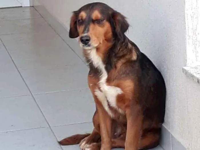 Cachorro ra a Srd idade 2 anos nome Joana