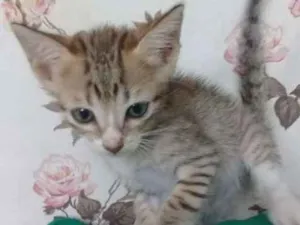 Gato raça  idade Abaixo de 2 meses nome Sem nome