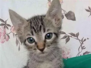 Gato raça  idade Abaixo de 2 meses nome Sem nome