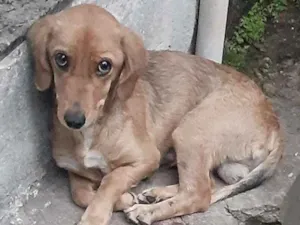 Cachorro raça VIRA LATA idade 4 anos nome SEM NOME