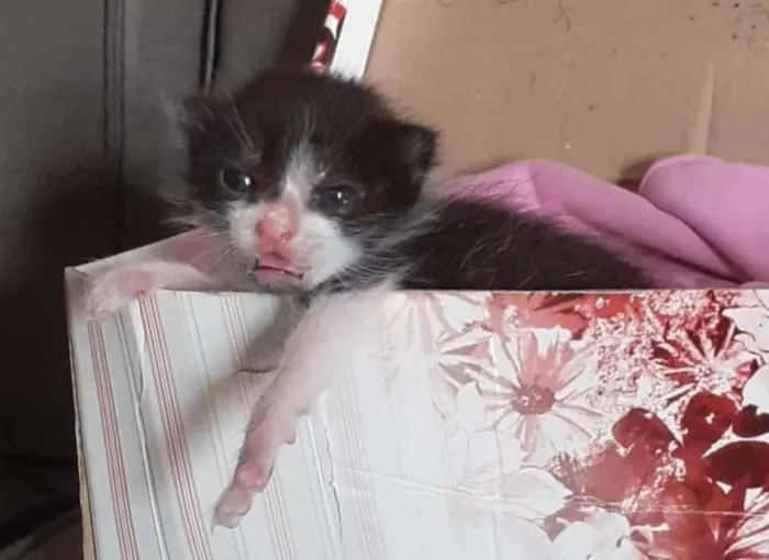 Gato ra a Vira-lata idade Abaixo de 2 meses nome Pessoinha