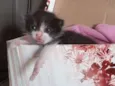 Pessoinha
