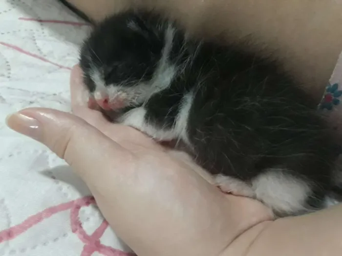Gato ra a Vira-lata idade Abaixo de 2 meses nome Pessoinha