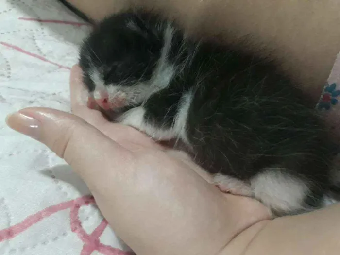 Gato ra a Vira-lata idade Abaixo de 2 meses nome Pessoinha