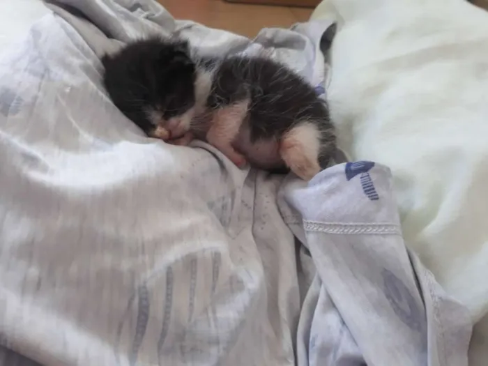 Gato ra a Vira-lata idade Abaixo de 2 meses nome Pessoinha
