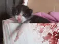 Pessoinha