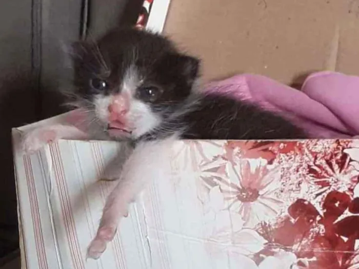 Gato ra a Vira-lata idade Abaixo de 2 meses nome Pessoinha