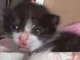 Pessoinha