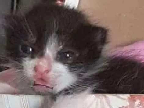 Gato ra a Vira-lata idade Abaixo de 2 meses nome Pessoinha