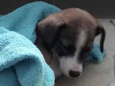 Cachorro ra a sem raça definida idade 2 a 6 meses nome sem nome