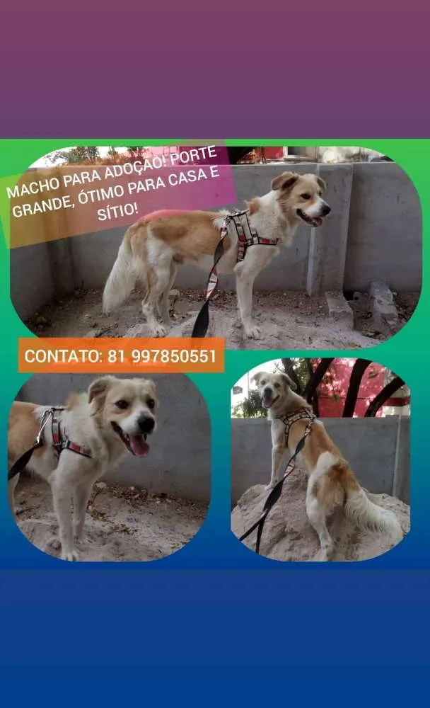 Cachorro ra a SRD idade 1 ano nome URSO