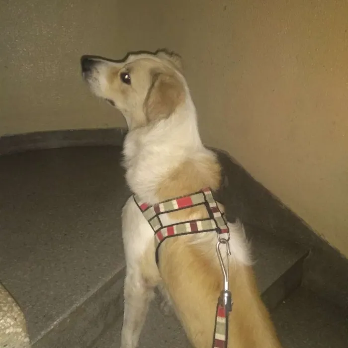 Cachorro ra a SRD idade 1 ano nome URSO