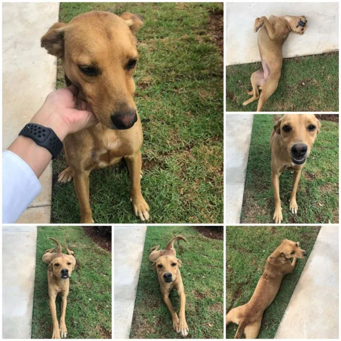 Cachorro ra a Vira Lata idade 1 ano nome Sem Nome