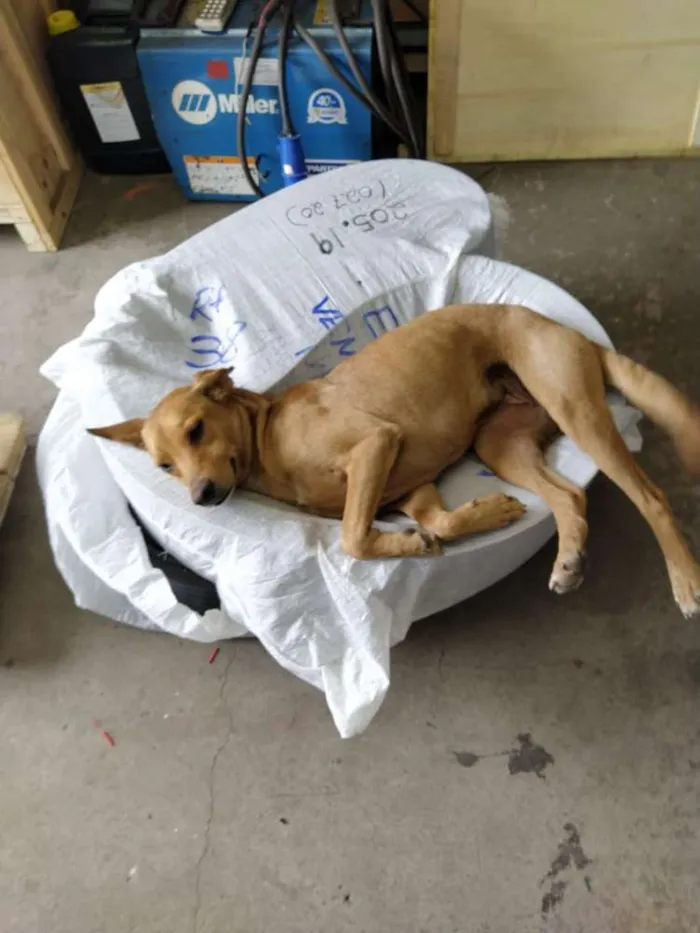 Cachorro ra a Vira Lata idade 1 ano nome Sem Nome