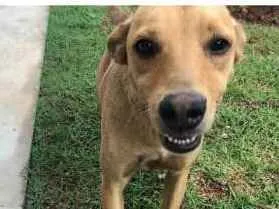 Cachorro ra a Vira Lata idade 1 ano nome Sem Nome