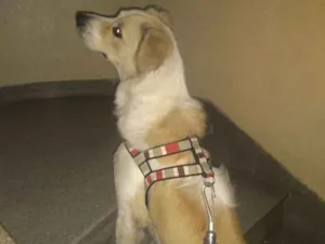 Cachorro raça SRD idade 1 ano nome URSO