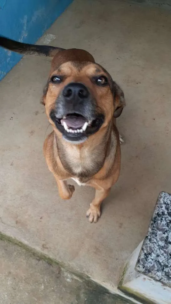 Cachorro raça Indefinido idade 4 anos nome Jack e Nego