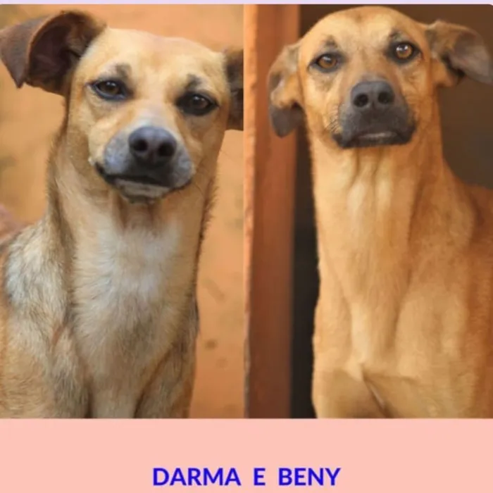 Cachorro ra a  idade 4 anos nome Darma e Beny
