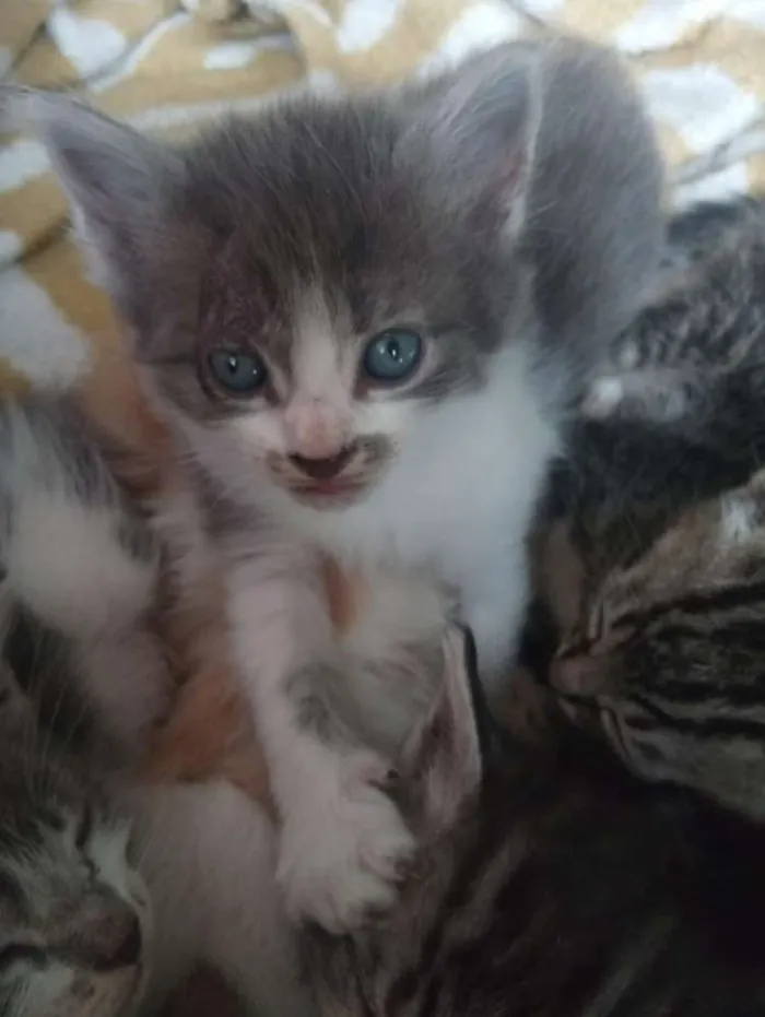 Gato raça Srd idade Abaixo de 2 meses nome Ainda não tem nome d