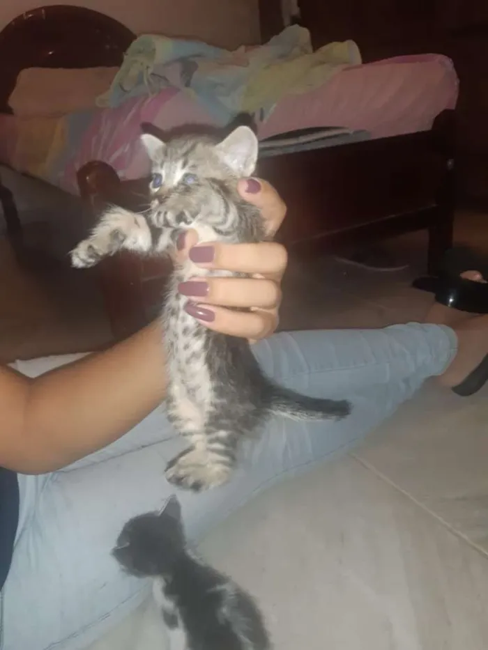 Gato raça Srd idade Abaixo de 2 meses nome Ainda não tem nome d
