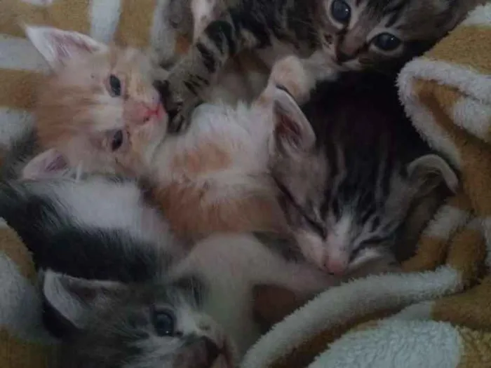 Gato raça Srd idade Abaixo de 2 meses nome Ainda não tem nome d