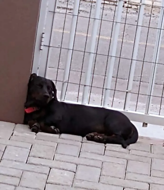 Cachorro ra a Dachshund idade 2 a 6 meses nome Mel