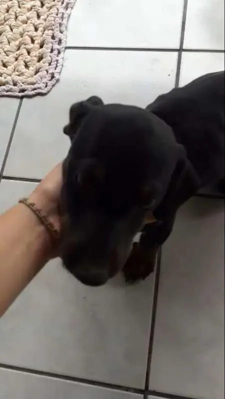 Cachorro ra a Dachshund idade 2 a 6 meses nome Mel