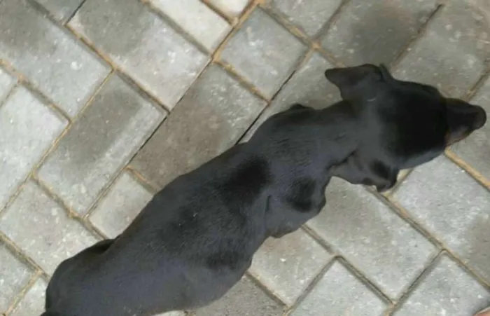 Cachorro ra a Dachshund idade 2 a 6 meses nome Mel