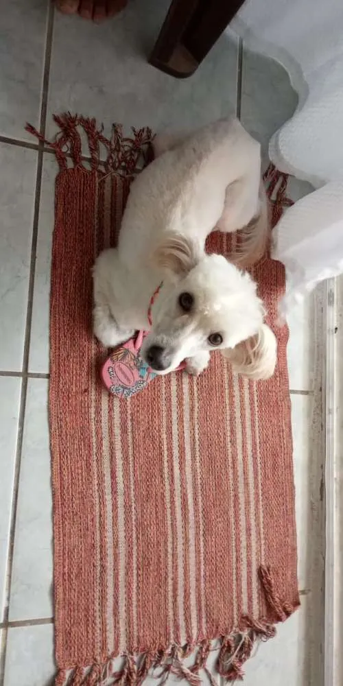 Cachorro ra a Puddle idade 2 anos nome Lili