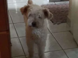 Cachorro raça Puddle idade 2 anos nome Lili