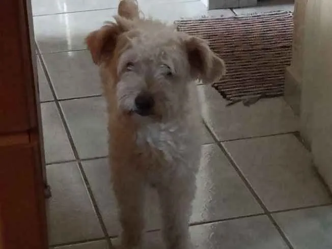 Cachorro ra a Puddle idade 2 anos nome Lili